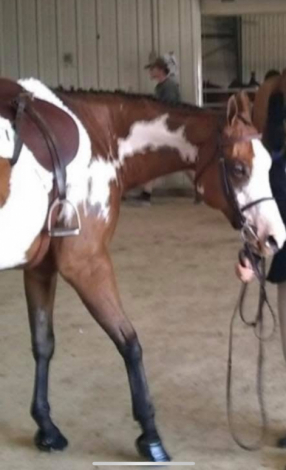 HorseID: 2302563 Doing what I love - PhotoID: 1084799