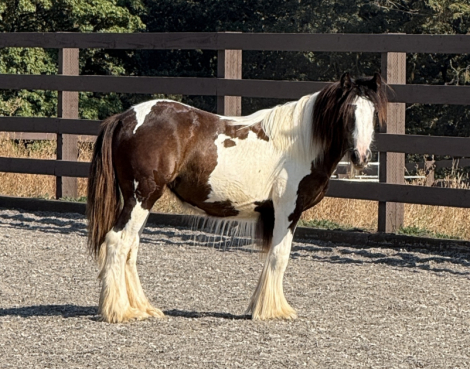 HorseID: 2302568 Kohls Dollys Dancer - PhotoID: 1084800