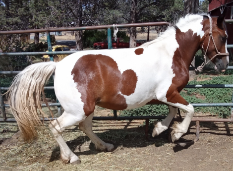 HorseID: 2302569 Esther - PhotoID: 1084801