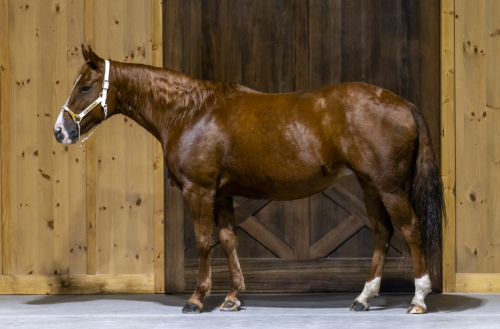 HorseID: 2302574 KR SHESA SMOOTH CAT - PhotoID: 1084804