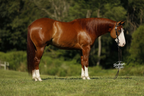 HorseID: 2302575 SNOW GUNNER - PhotoID: 1084805