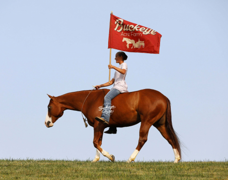 HorseID: 2302575 SNOW GUNNER - PhotoID: 1084806