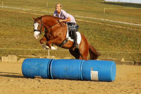 HorseID: 2302575 SNOW GUNNER - PhotoID: 1084808