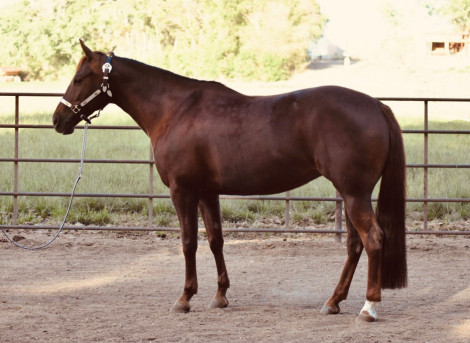 HorseID: 2302576 SCOTCHES RITA - PhotoID: 1084809