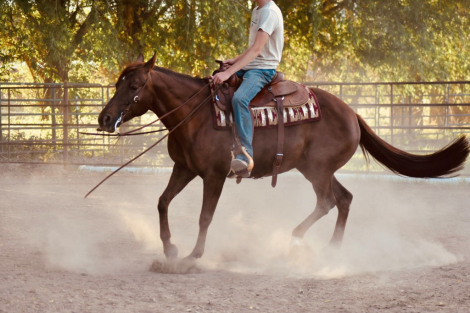 HorseID: 2302576 SCOTCHES RITA - PhotoID: 1084810