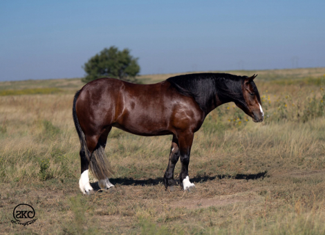 HorseID: 2302577 MONA - PhotoID: 1084813