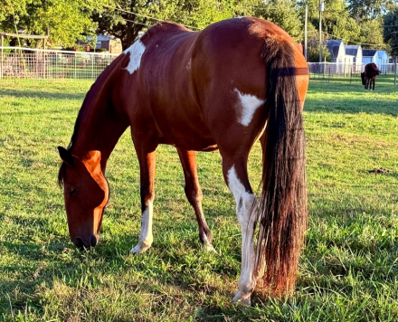 HorseID: 2302579 Apache - PhotoID: 1084815