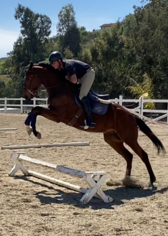 HorseID: 2302581 California Man - PhotoID: 1084825