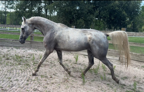 HorseID: 2302582 Tempted Fate - PhotoID: 1084816