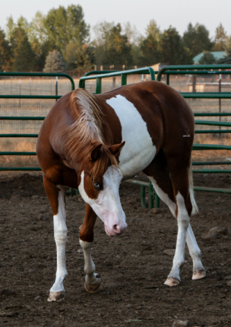 HorseID: 2302584 Gunna Cash Chex - PhotoID: 1084820