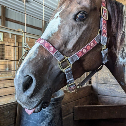 HorseID: 2302588 How to Paint A Wagon - PhotoID: 1085139