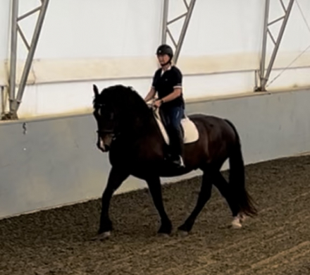 HorseID: 2302589 Gelato - PhotoID: 1084826