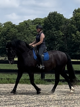 HorseID: 2302589 Gelato - PhotoID: 1084828