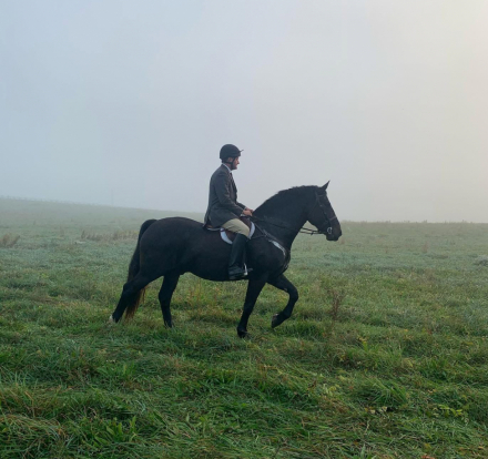 HorseID: 2302589 Gelato - PhotoID: 1084829