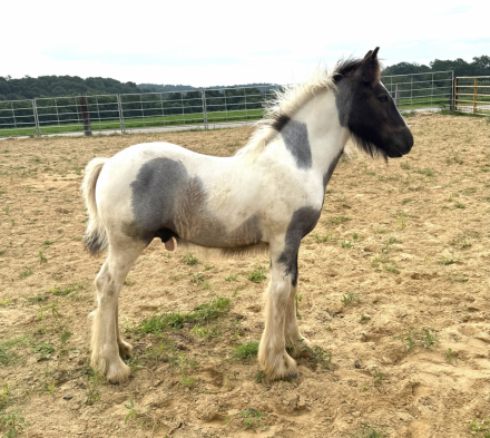 HorseID: 2302590 Joker - Handsome 2025 Blue Roan Tobiano colt - PhotoID: 1084830