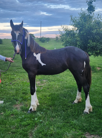 HorseID: 2302591 RFR Audi - PhotoID: 1084831