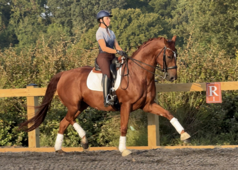 HorseID: 2302593 Pianissimo - PhotoID: 1084832