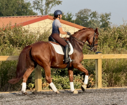 HorseID: 2302593 Pianissimo - PhotoID: 1084833