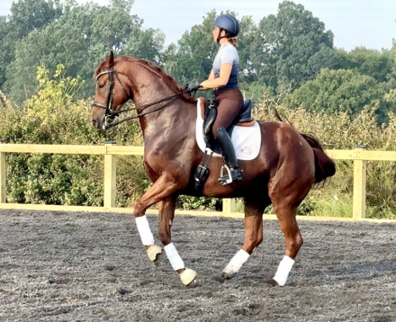 HorseID: 2302593 Pianissimo - PhotoID: 1084834