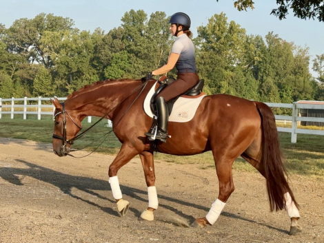 HorseID: 2302593 Pianissimo - PhotoID: 1084835