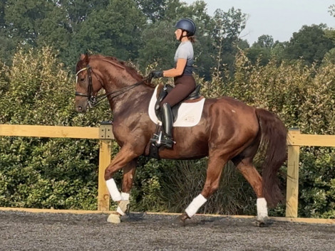 HorseID: 2302593 Pianissimo - PhotoID: 1084836