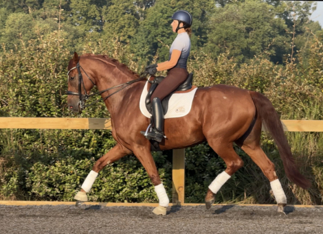 HorseID: 2302593 Pianissimo - PhotoID: 1084837