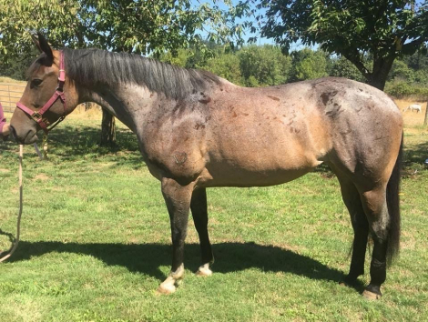 HorseID: 2302602 Harts Katey - PhotoID: 1084839