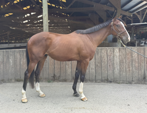 HorseID: 2302604 Arius - PhotoID: 1084841