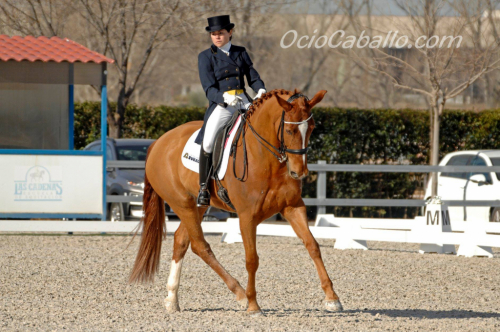 HorseID: 2302605 HARMONY - PhotoID: 1084842