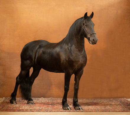 HorseID: 2302608 Deniva - PhotoID: 1084921