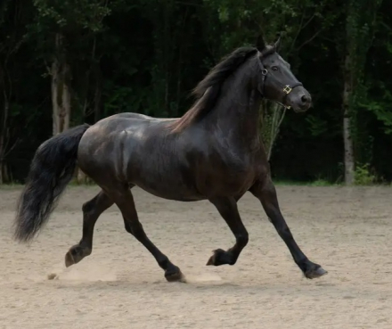 HorseID: 2302608 Deniva - PhotoID: 1084923