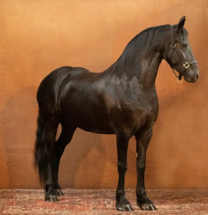 HorseID: 2302608 Deniva - PhotoID: 1084924