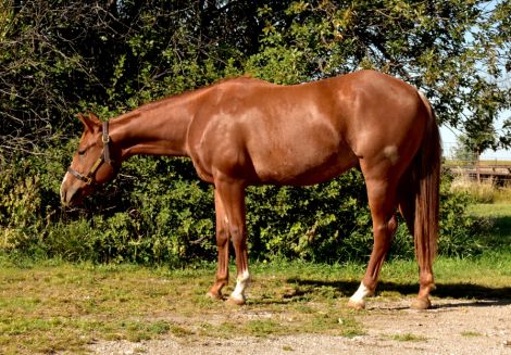 HorseID: 2302609 Lil Ever Metal - PhotoID: 1084854