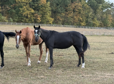 HorseID: 2302611 Dorothea (Dot) - PhotoID: 1084849