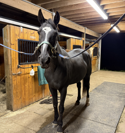HorseID: 2302611 Dorothea (Dot) - PhotoID: 1084850