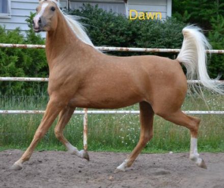 HorseID: 2302612 Baskyya Dawn - PhotoID: 1084855
