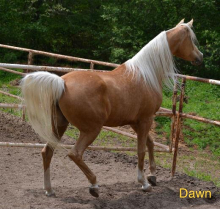 HorseID: 2302612 Baskyya Dawn - PhotoID: 1084856