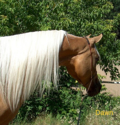HorseID: 2302612 Baskyya Dawn - PhotoID: 1084857