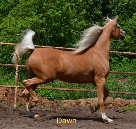 HorseID: 2302612 Baskyya Dawn - PhotoID: 1084858