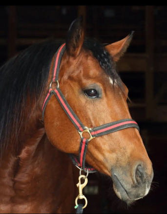 HorseID: 2302613 MACS SWEET LIBERTY - PhotoID: 1084859