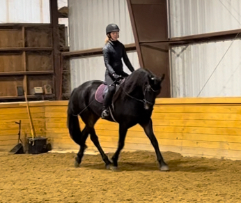 HorseID: 2302615 Bentley - PhotoID: 1084860