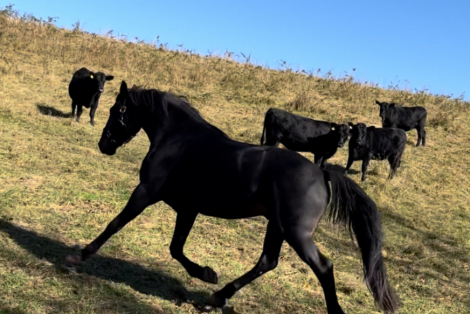 HorseID: 2302615 Bentley - PhotoID: 1084861