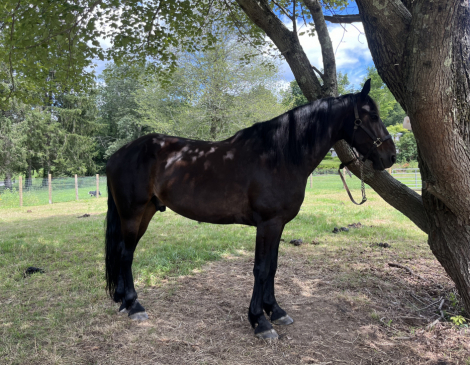 HorseID: 2302615 Bentley - PhotoID: 1084862