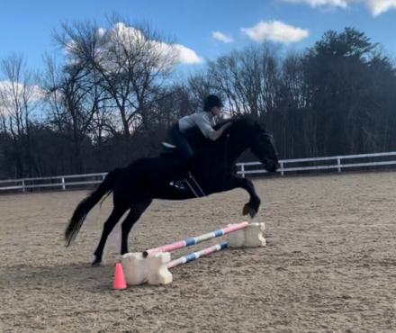 HorseID: 2302615 Bentley - PhotoID: 1084863