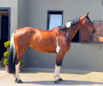 HorseID: 2302616 Hamberlins Chilli - PhotoID: 1084864