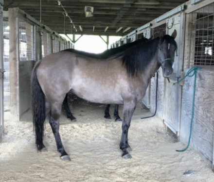 HorseID: 2302618 Corona - PhotoID: 1084866