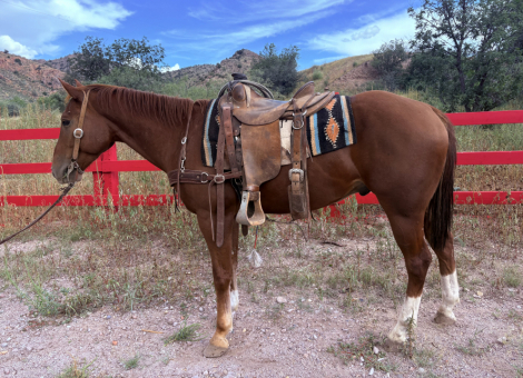 HorseID: 2302626 Slicer - PhotoID: 1084869