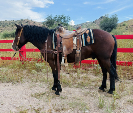 HorseID: 2302628 Magic Mike - PhotoID: 1084874