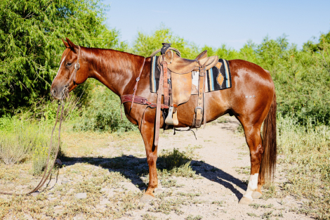 HorseID: 2302629 3 dots - PhotoID: 1084875