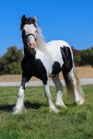 HorseID: 2302635 Nacho - PhotoID: 1084881